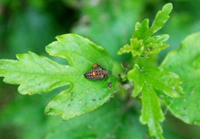 ospiti delle larva di coccinella